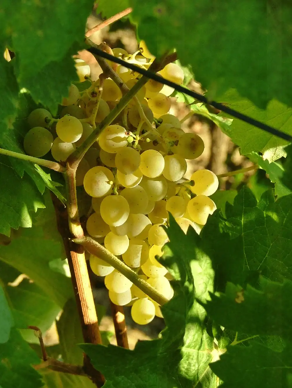 Morphosis Vinhos Branco2 Morphosis Douro