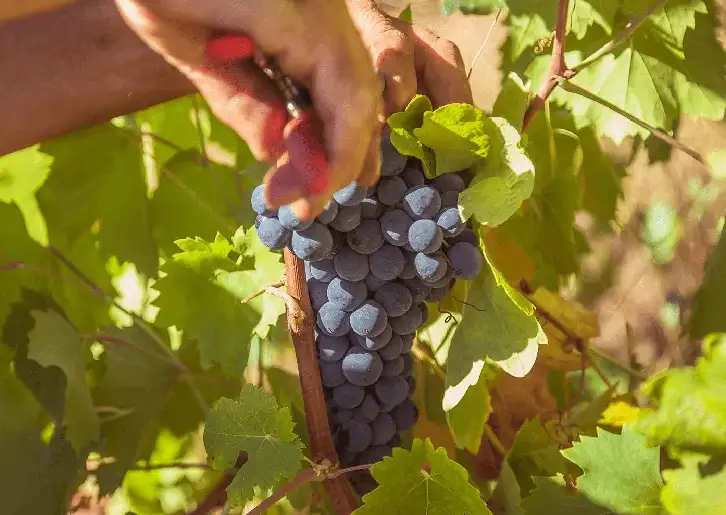 Morphosis Vinhos Tinto2 Morphosis Douro