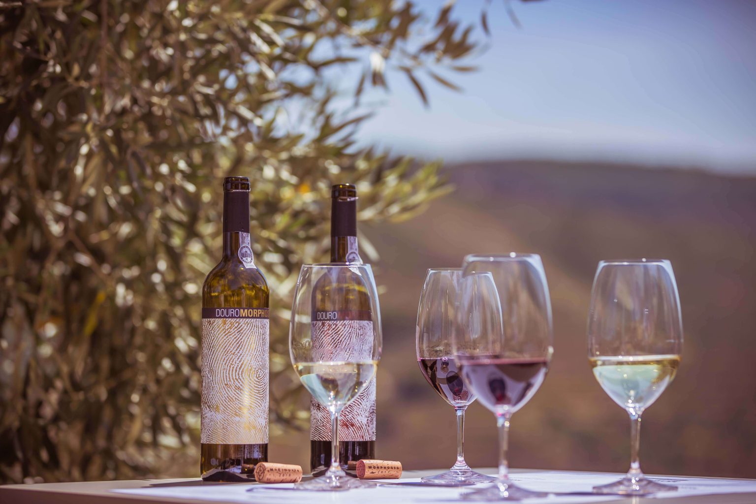 Morphosis Experiences Wine Tasting 1536x10241 1 Morphosis Douro