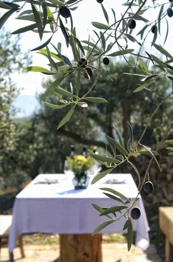 morphosis historia 5 Morphosis Douro