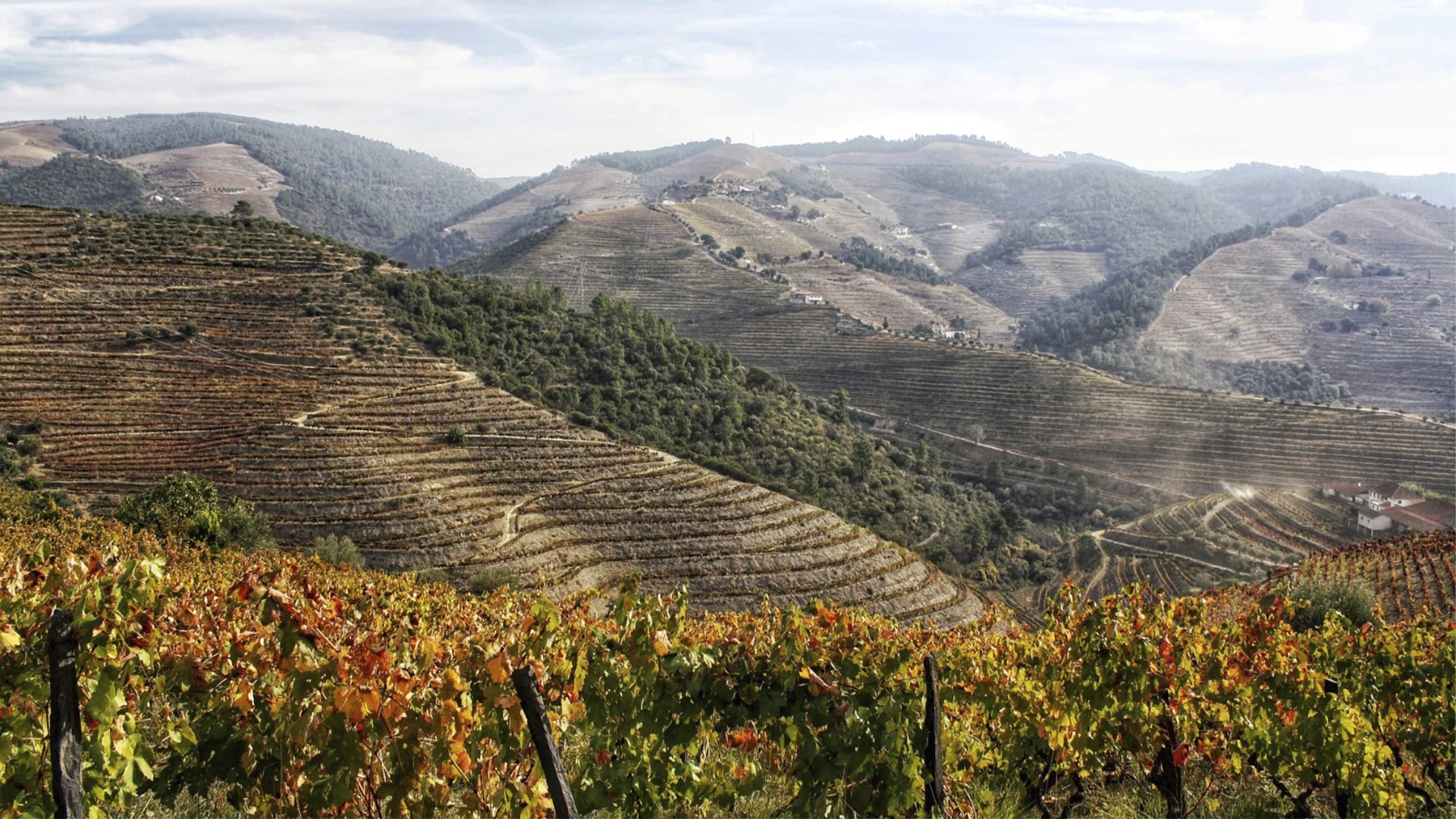 Visita guiada às vinhas da Morphosis no Douro com prova de vinhos durienses