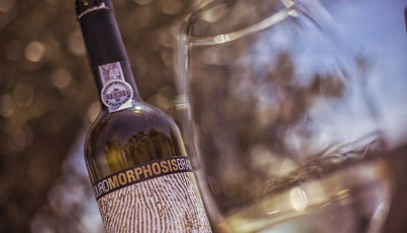 Prova de Vinhos no Douro com a Morphosis