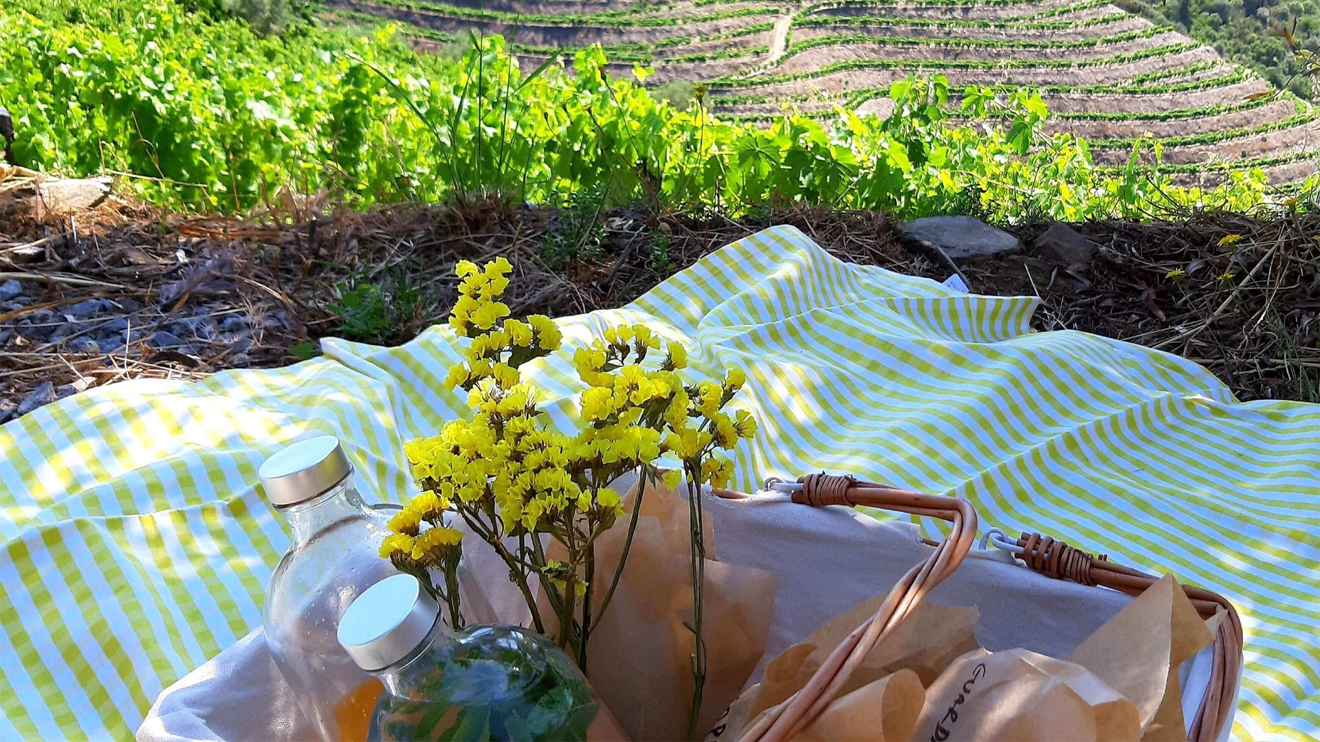 Cesto de piquenique com iguarias regionais e vinhos Morphosis sob oliveiras no Douro